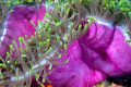   Anemone showing off  